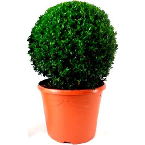 Planta Natural Buxus Bola en Maceta M32