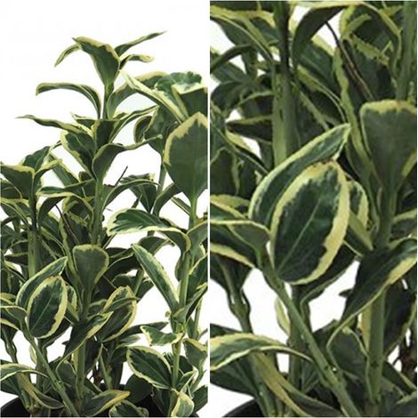 Planta de Evonimo Euonymus Japonica Bravo. 40 Cm