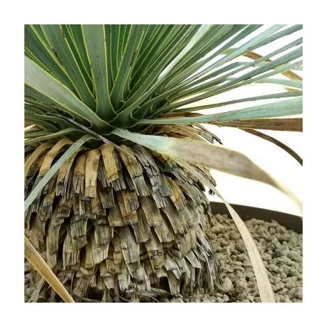 Yucca Rostrata V40 – foto reale, Resistente e Scultorea H80cm