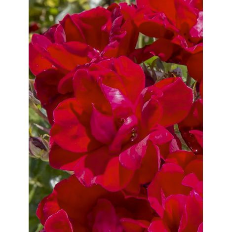 Rosier moderne 'Moulin Rouge' Pot de 2L/3L