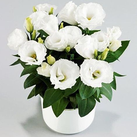 500 graines de lisianthus blanc - Plante ornementale et décorative, facile à semer, parfait pour jardin, balcon et pots (1/3)