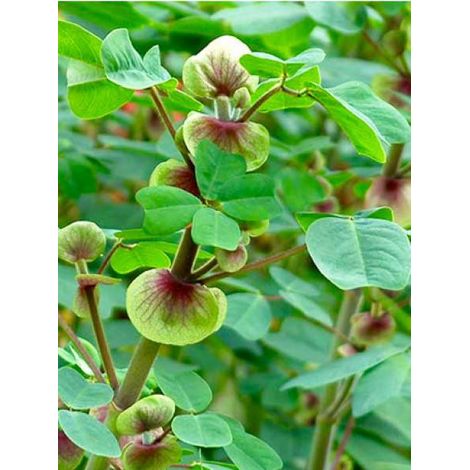 Amicia zygomeris Pot de 1L/1,5L (1/2)