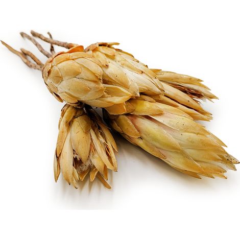 Protea deshidratada (Protea Repens) - Crema 5 unidades