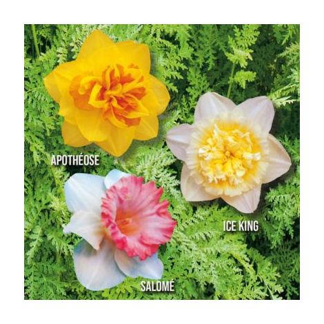 OFFRE FABRE : LOT DE 20 NARCISSES DOUBLES