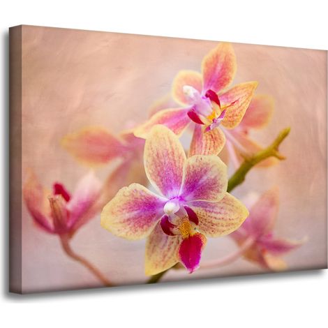 Leinwanddruck Botanik Blume Orchidee 70x50 cm