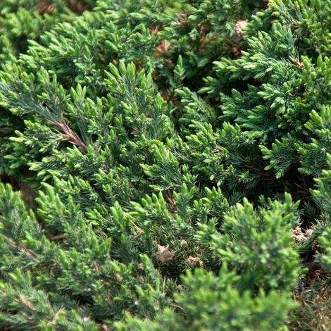 Genévrier des sables Schlager - Juniperus conferta Schlager 25/35cm Pot 2,5L (1/4)