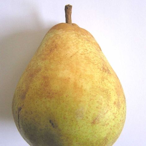 Poirier Doyenne du Comice/Pot de 10L - Gobelet 2 ans - 120/150 cm (1/5)