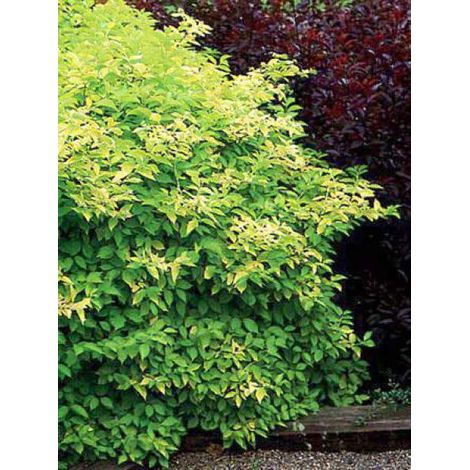 Seringat, Jasmin des poètes 'Aureus' Pot de 2L/3L (1/3)