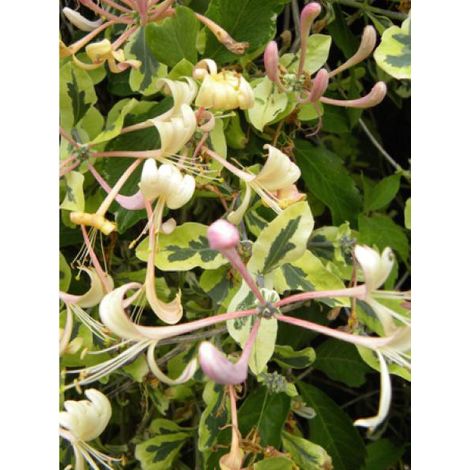 Chèvrefeuille Harlequin® 'sherlite' Pot de 1,5L/2L (1/3)