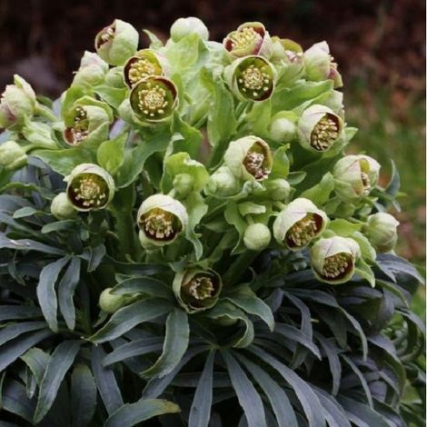 4 x Hellébore fétide - Helleborus foetidus - godet 9x9 cm (1/5)
