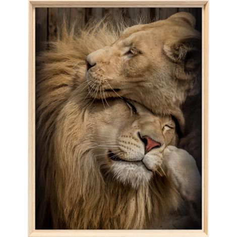 Tableau mural encadré couple de lions tendresse 60x80 cm - Tableau Mural Décoratif - Image Encadrée Imprimée en HD - Impression 60x80 cm sur Fibres de Bois FSC - Finition Mate - Fabriqué en France (1/5)
