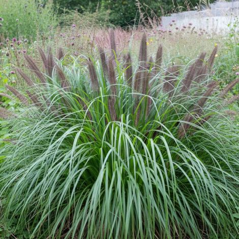 Herbe aux écouvillons Black Beauty, Pennisetum/Godet - 5/20 cm