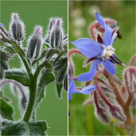 Semillas de Borraja. Borago Officinallis. 50 Gramos