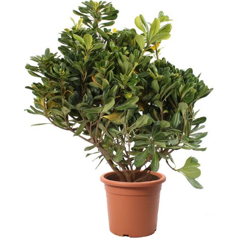 Pittosporum Tobira - Piante Vere da Esterno - H 80-100 cm Vaso Ø 24 cm