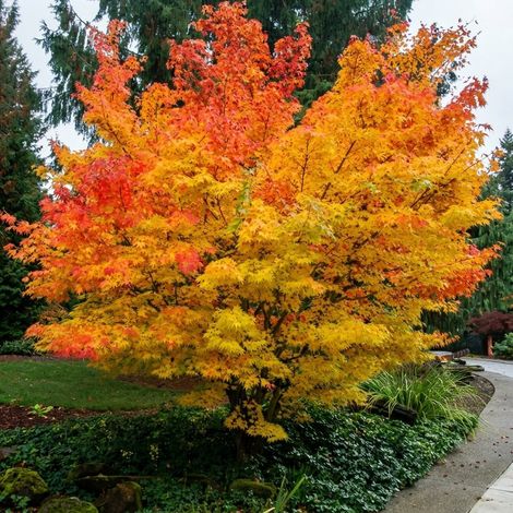 Acero rosso giapponese "Acero palmatum Sango Kaku" pianta in mastello ø50 h 100/150 cm (1/5)