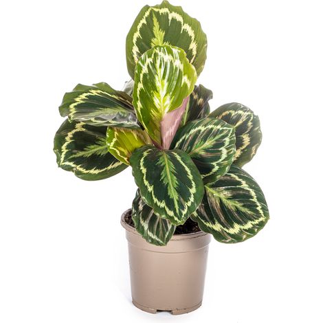 Calathea Medallion Plante d'Intérieur Décorative Feuilles Argentées et Violettes Ø17cm H40-50cm - PANGIVO (1/3)