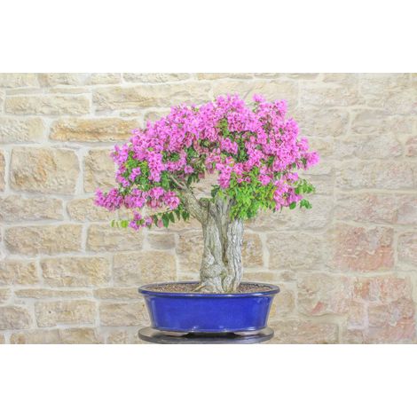 Bonsai di Bougainvillea Sanderiana (131) (1/5)