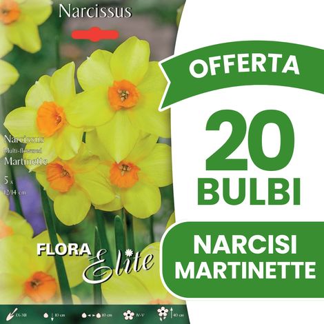 OFFERTA 20 BULBI AUTUNNALI NARCISO MULTI-FLOWERED MARTINETTE BULBI BULBS BULBES