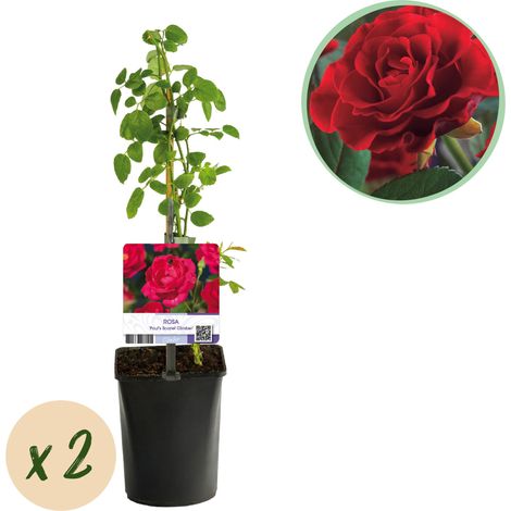 Rosier Grimpant Rosa Paul's Scarlet Climber à Fleurs Rouges - Lot de 2 - Pot 11 cm H 40 cm - PANGIVO (1/5)