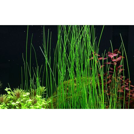 Aquariumpflanze Eleocharis montevidensis Nr.132D