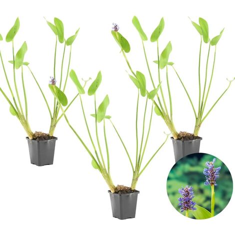 Lot de 3 - Pontederia cordata - Plantes aquatiques rustiques pour bassins - Zone 2-3 - Hauteur 10-20 cm - Pot 9 cm (1/4)