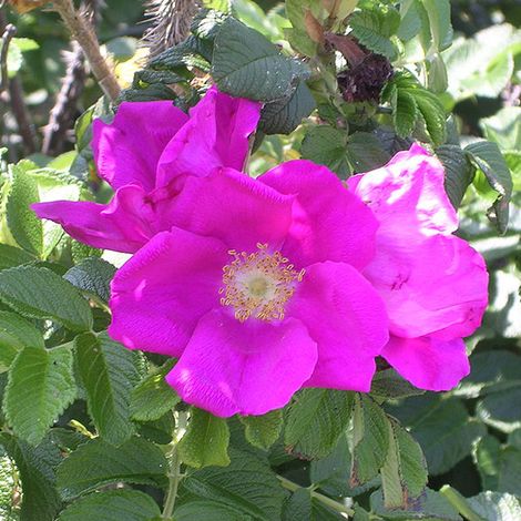 Rosier rugueux - Rosa rugosa  - 40-60 cm pot