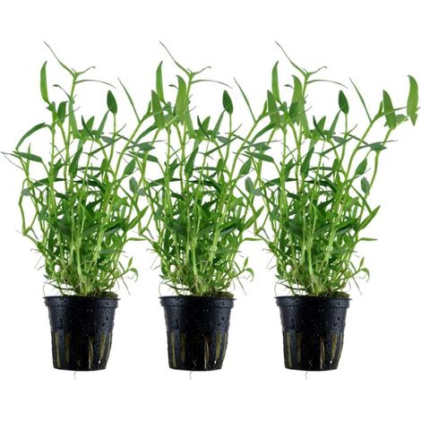 Aquarium Pflanze 3 Stück Murdannia keisak Bambus Wasserpflanze Tropica Nr.135 Set
