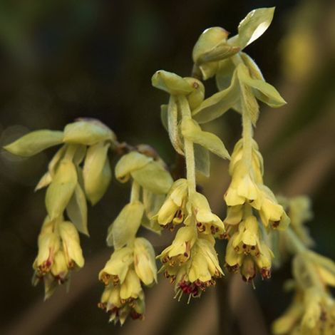 Faux noisetier - Corylopsis pauciflora - 30-40 cm pot