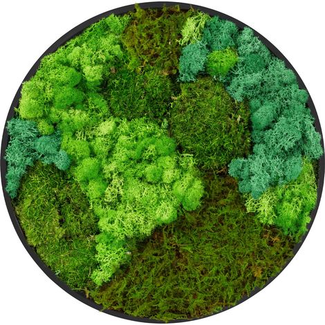 ECD Germany Moosbild Rund 40 cm, Mooswand Indoor mit echtem Moos-Mix, Moos Deko mit Kugelmoos, Islandmoos, Flachmoos, Holzrahmen, Wanddeko, Natürliche Optik, Pflegefrei, Wandbild für Haus & Büro (1/5)