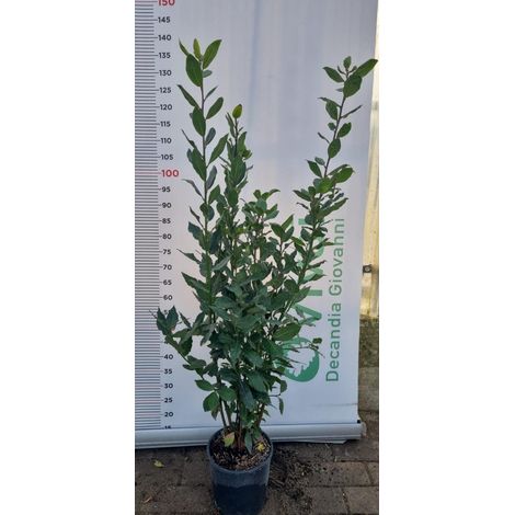 50 Piante di Alloro Vaso 18 H 130/150 cm – Laurus Nobilis – Siepe Sempreverde
