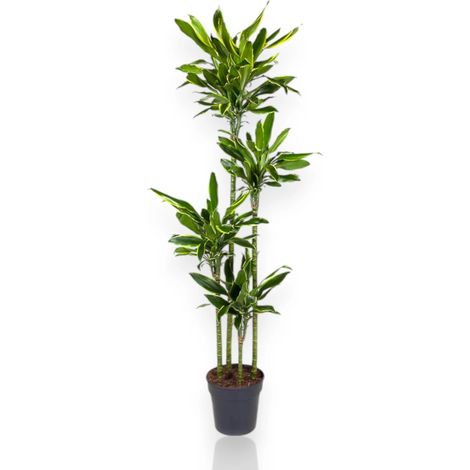 Gardenaria Dracaena fragrans 'Golden coast' - Pianta da interno ornamentale - Altezza: 110 cm (vaso 22)