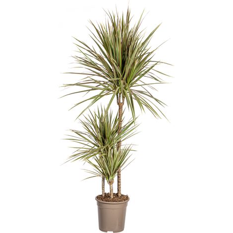 Dragonnier Dracaena Marginata Bicolor - Plante d'Intérieur - Ø21 cm - Hauteur 110-130 cm - PANGIVO (1/5)