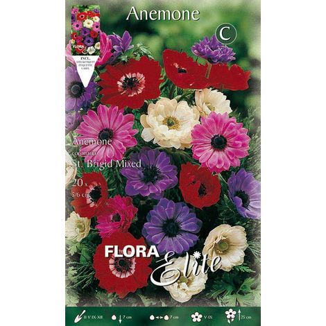 ANEMONE CORONARIA ST. BRIGID (CONFEZIONE 20 BULBI)