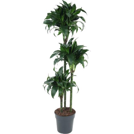 Dracaena Tatuade Plante d'Intérieur Décorative Feuilles Vert et Blanc Hauteur 140 cm ø24 cm - PANGIVO (1/4)