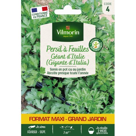 Persil Gigante d'Italie (Géant d'Italie) - Grand Modèle Vilmorin (1/2)