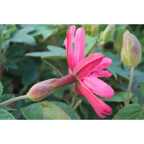 Passiflore exoniensis/Pot de 1,5L (1/4)