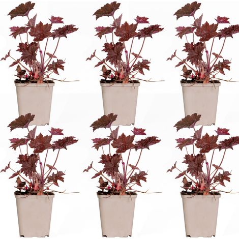 Bloomique - Lot de 6 - Heuchera Micrantha 'Palace Purple' – Heuchère – Plantes de jardin – Rustique – Sans danger pour les animaux – Hauteur 10-20 cm – Pot 9x9 cm