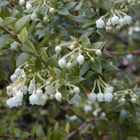 GAULTHERIA BIANCA IN VASO DA 12CM