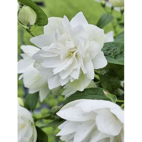 Seringat 'Pearls Of Perfume' Pot de 4L/5L