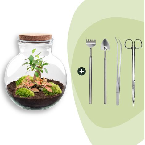 Kit Terrarium Plante DIY Teddy Bonsai avec Lumière et Outils Ø 25 x 26,5 cm - PANGIVO (1/2)