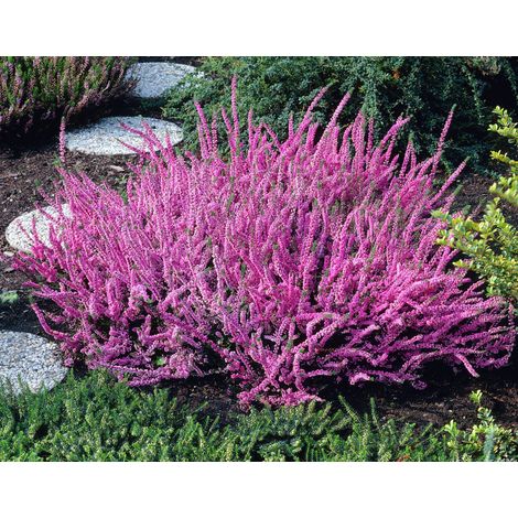 OFFERTA 3 PIANTE DI CALLUNA ERICA FUCSIA VASO 12CM