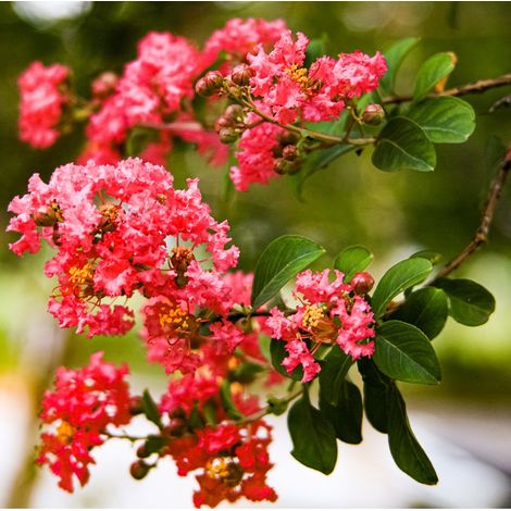 Lilas des Indes Rouge - Lagerstroemia indica