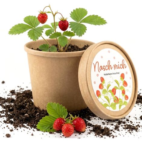 Kit de culture de fraises en pot – Cultiver vous-même des fraises sur le rebord de la fenêtre – Kit de plantation complet avec graines et terre – Fraises douces pour balcon, cuisine, grignotage (1/5)