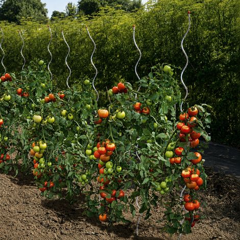 Tutor tomate spiral 1.80 m – Material resistente – Para cultivos verticales – Soporte duradero para plantas – Celloplast (1/4)