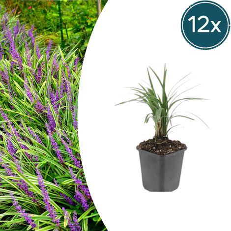 Lot de 12 Liriope muscari 'Moneymaker' Plantes Couvre-sol Persistantes Fleurs Violettes Ø9cm - PANGIVO (1/5)