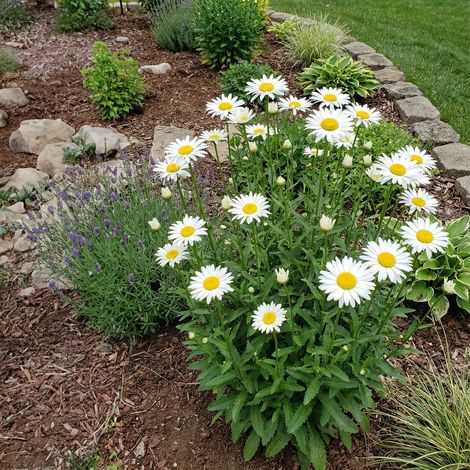 Bloomique - Lot de 3 - Leucanthemum Silberprinzessche - Marguerite - Floraison abondante - Rustique - Vivace - Hauteur 10-20 cm - Pot 9 cm