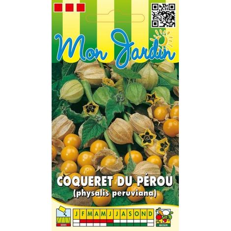 Coqueret du Pérou graines non hybrides – Exposition plein soleil – Semis de mars à mai – Fruits comestibles en automne – Graines Bocquet