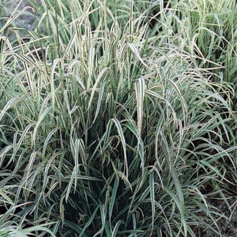 Arrhenatherum Variegatum/Godet