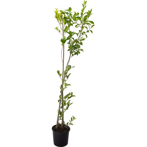Ficus retusa - ficus - vaso 20 cm (1/2)