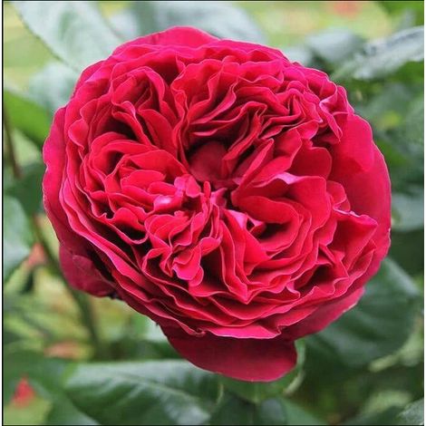 ROSA ALAIN SOUCHON ROMANTICA